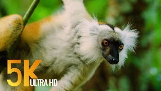 5K Madagascar Wildlife  Incredible Nature and Wildlife of Madagascar  4 HOURS [upl. by Jean-Claude196]