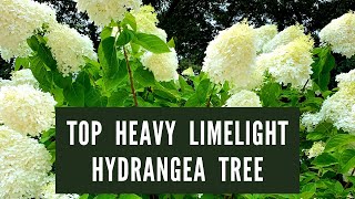 Top Heavy Limelight Hydrangea Tree How To Fix It [upl. by Zetneuq]