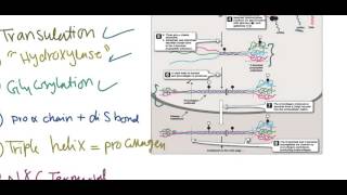 Collagen synthesis [upl. by Michaeu]