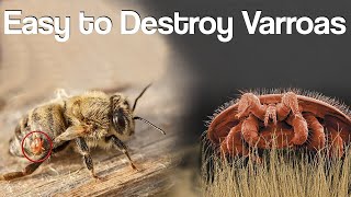 Destroy Varroa Mites Step by Step Natural Method [upl. by Hildebrandt]