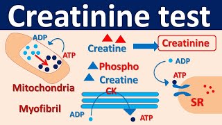 Serum Creatinine test [upl. by Paget3]