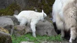 Newborn mountain goat tries to climb [upl. by Aihtennek]