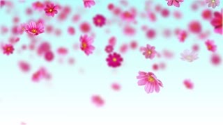 Pink cosmos flowers  Free motion background loop [upl. by Bertilla]