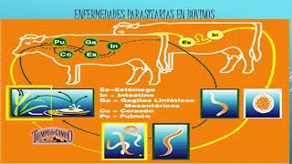 Parásitos en el Ganado Bovino [upl. by Idet]