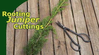 Rooting Juniper Cuttings [upl. by Leak]