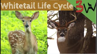 Whitetail Life Cycle [upl. by Sakmar]