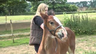 Adorable Shire horse foal at Hurst Green Shires – March PONY Magazine [upl. by Annirak]