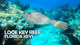 Best Snorkeling Trip in Florida Keys  Looe Key Reef is thriving  Reef Shark tropical fish [upl. by Edylc]