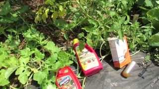 Four Ways to Manage Tomato Leaf Spot amp Blight Baking Soda Neem Serenade Daconil [upl. by Llorre]