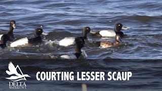 Greater Scaup Aythya Marila [upl. by Enytnoel994]