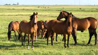 Sonido de Caballo  Relincho  Sonidos de Animales para niños [upl. by Hanan]