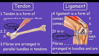 Tendon Vs Ligament Quick Differences and Comparison [upl. by Marteena]