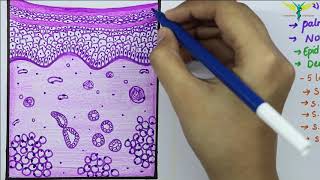 Histology of Thick SkinGlabrous skin [upl. by Yenettirb820]