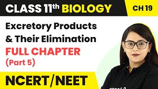 Excretory Products amp Their Elimination  Full Chapter Explanation Part 5  Class 11 Biology Ch 19 [upl. by Judie586]