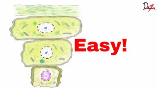 Keratinized epithelium Things to know [upl. by Dammahom]