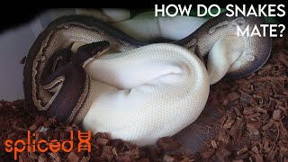 How Do Snakes Mate [upl. by Mccormick]