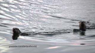 River Otters swimming towards viewer [upl. by Carma]