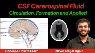 CSF Circulation  Physiology  Formation Properties Hydrocephalus CNS Physiology  Neuroanatomy [upl. by Nolie]