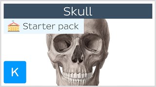 Bones of the Skull Neurocranium and Viscerocranium  Human Anatomy  Kenhub [upl. by Alhak]