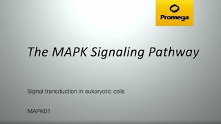 The MAPK Signaling Pathway [upl. by Oiramrej]