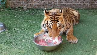 Watch me feed the tigers and checking the pups in FHD 60fps [upl. by Annecorinne]