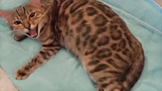 Pregnant Bengal Cat Giving Birth to 4 Kittens  Emotional [upl. by Ydnahs]