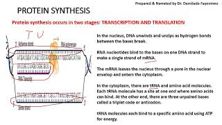 Chapter 62 Protein Synthesis [upl. by Blainey455]