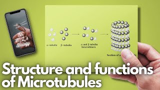 Microtubules Structure and functions [upl. by Mossberg]