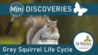 Grey Squirrel Life Cycle [upl. by Freberg]