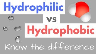 Hydrophilic vs Hydrophobic  Substances  Cell Membranes [upl. by Eidde276]