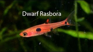 Dwarf Rasbora the underrated cousin of the Chili rasbora [upl. by Kathleen]