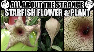 SPECTACULAR STARFISH BLOOMS FACTS amp CARE  Stapelia gigantea The Starfish Plant [upl. by Ania]