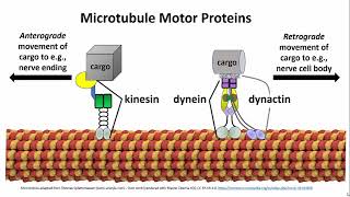 3252 Microtubule Motor Proteins [upl. by Cynara]