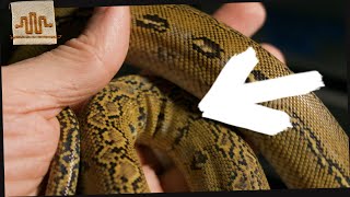 BEFORE You Buy a Super Dwarf Reticulated Python What you NEED to know [upl. by Chlores958]