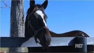 Zenyatta Thoroughbred Racehorse  Kentucky Life  KET [upl. by Llezo]