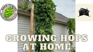 Growing Hops at Home  Woodshed Brewing Co [upl. by Elmore]