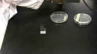 Catalase Test [upl. by Jeremy]