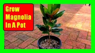 How To Grow Magnolia Trees In Pots Magnolia Care Tips [upl. by Nessie]