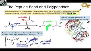 The Peptide Bond and Polypeptides [upl. by Aicenev]