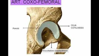 ARTICULACION DE LA CADERA [upl. by Alger]