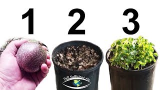 How to Grow Passion Fruit from SEED [upl. by Amalburga]