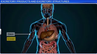 CBSE Class 11 Biology  Excretory Products and Their Elimination  Full Chapter  By Shiksha [upl. by Esemaj940]