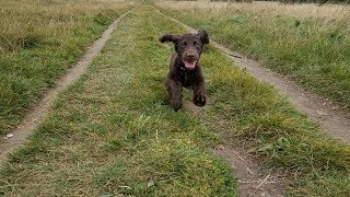 Hugo  4 Month Old Cocker Spaniel Puppy  2 Weeks Residential Dog Training [upl. by Jaco352]