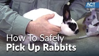 How to Pick Up Rabbits [upl. by Gawlas489]