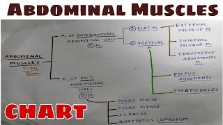 Abdominal Muscles  Part 1  Anterolateral amp Posterior Abdominal Wall  TCML [upl. by Junette]