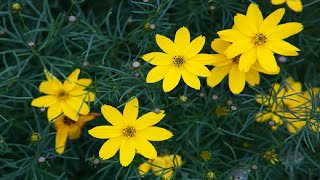 Rosy Hardy Presents Coreopsis verticillata Zagreb [upl. by Oakleil786]