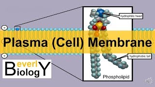 Plasma membrane  Cell Membrane updated [upl. by Ky862]