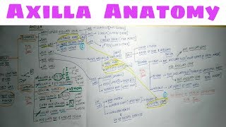 Axilla Anatomy  Part 2  TCML Anatomy Chart [upl. by Sueaddaht]