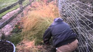 How to Winterize Your Asparagus Patch [upl. by Geraldine]