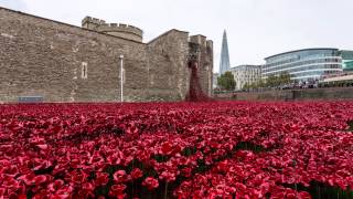 The Tower of London Poppies [upl. by Nedah554]